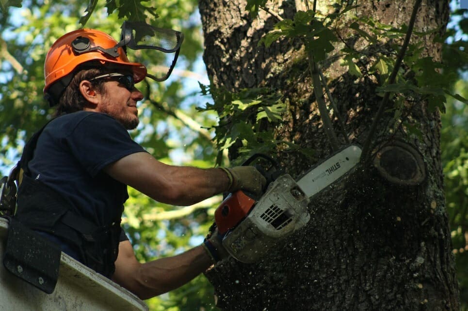 A certified arborist safely pruning a tree in Weston, MA