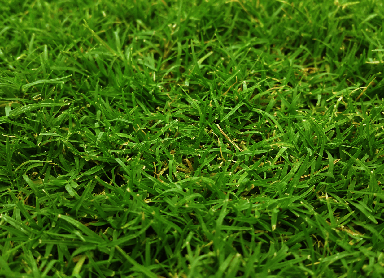 turf disease