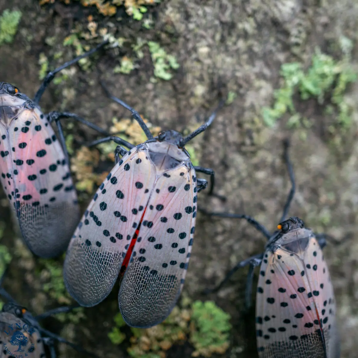 Spotted lanternfly in massachusetts