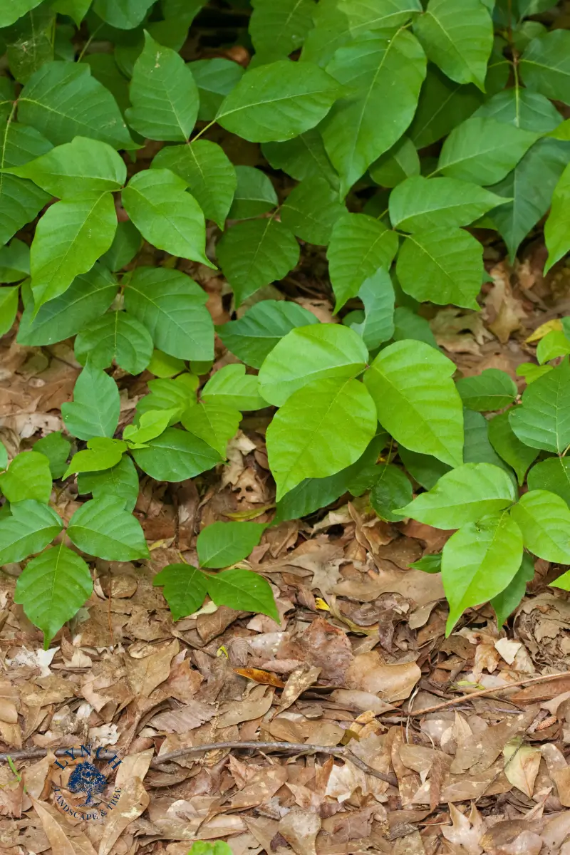 Poison ivy growing over the ground in Middlesex County, MA
