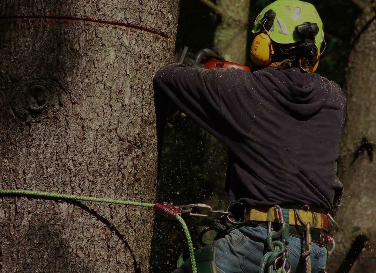 tree removal