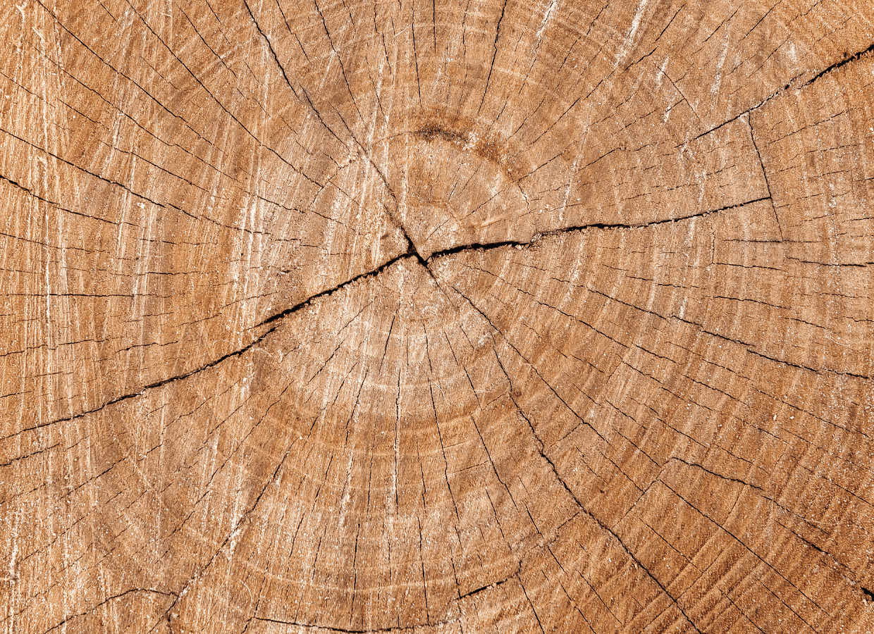 stump grinding service near me