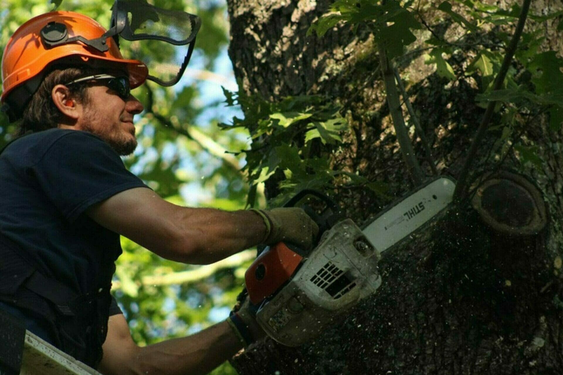 tree removal service in sudbury,