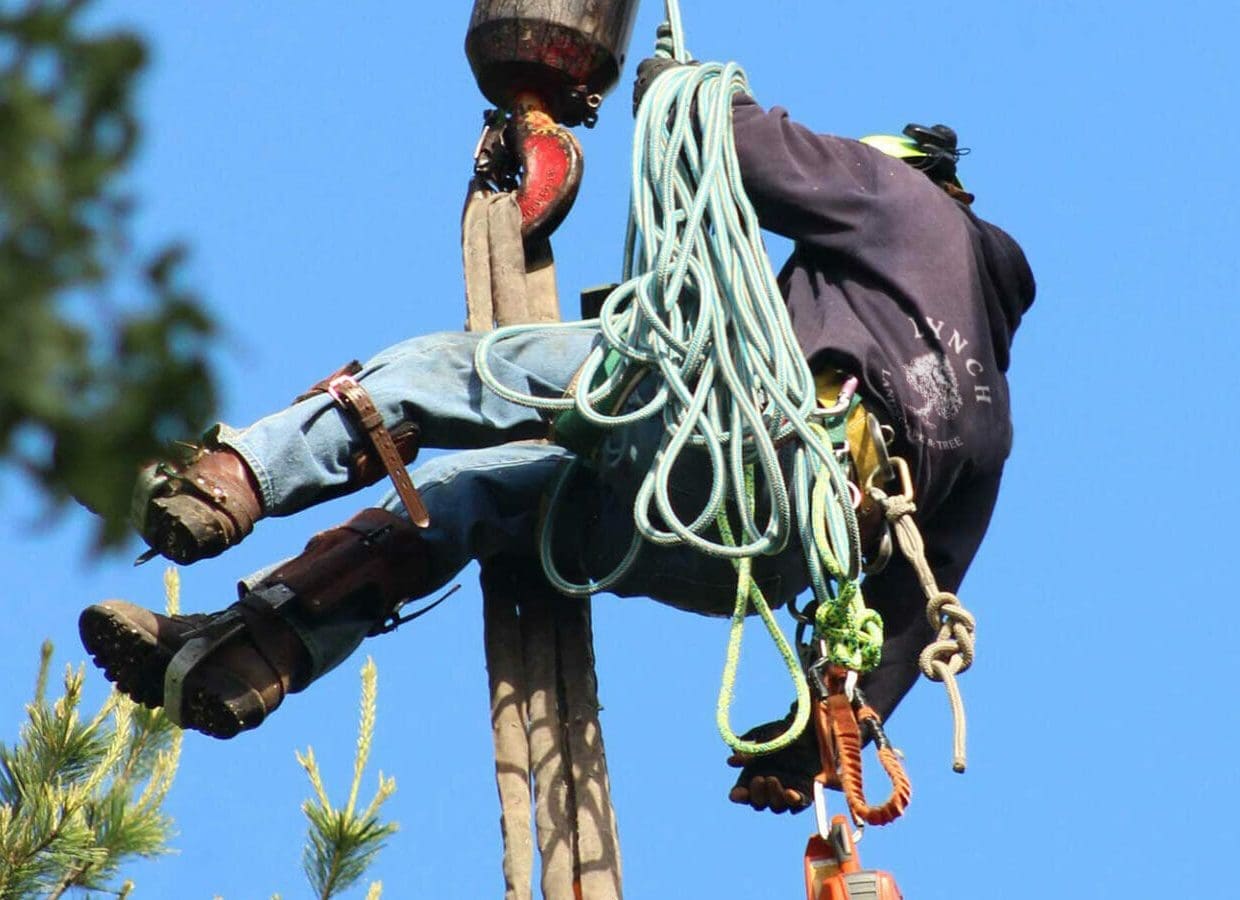 Arborist in Sudbury, MA