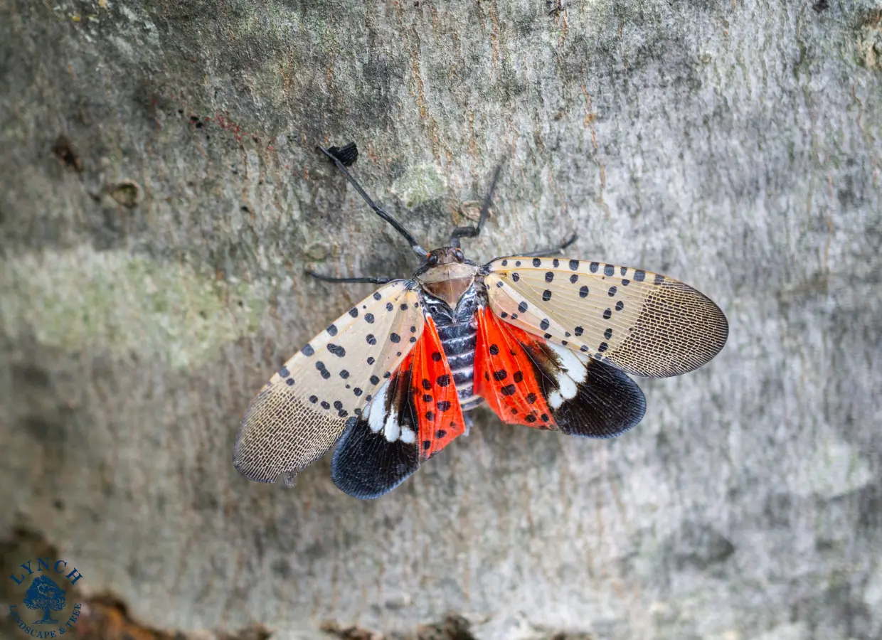 spotted lanternfly in Sudbury, MA