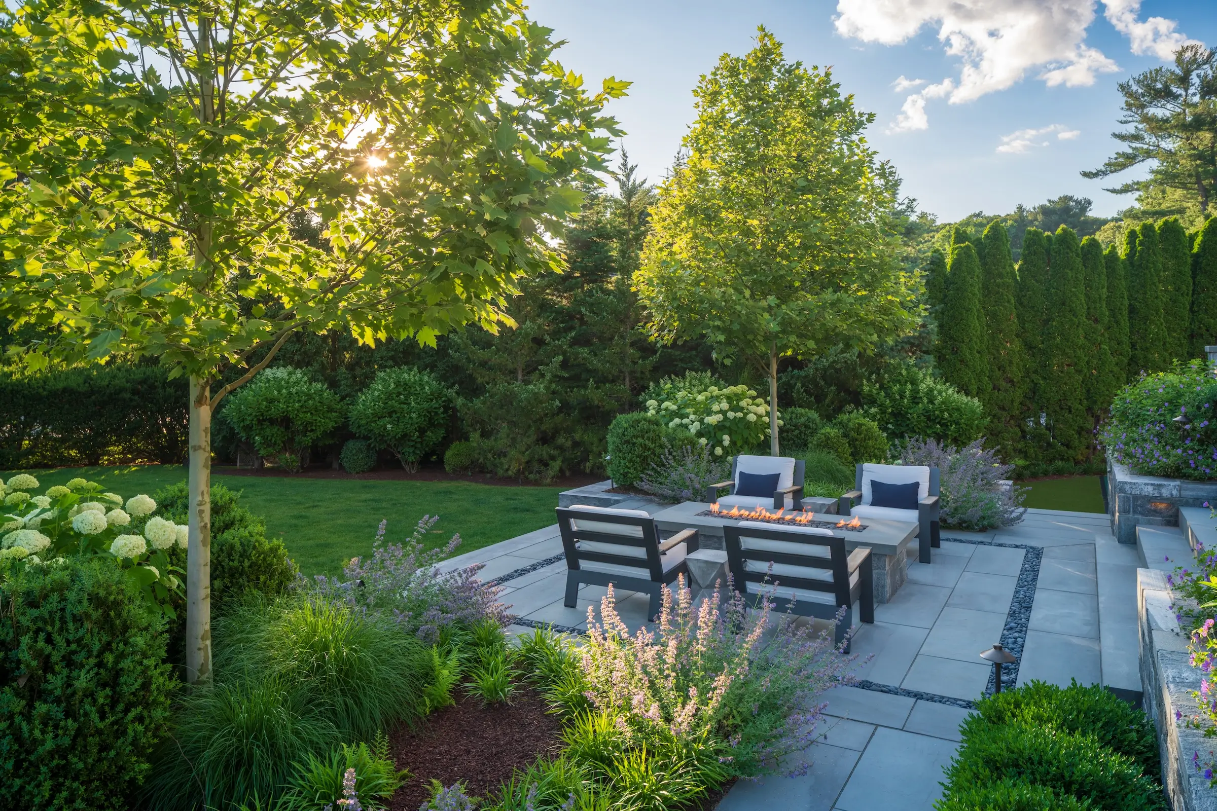 A ground-level view of a luxury modern stone patio in Weston, MA. Four black lounge chairs with white cushions surround a rectangular stone fire pit. The area is bordered by lush purple catmint flowers, white hydrangeas, and a specimen maple tree with sunlight filtering through the leaves.
